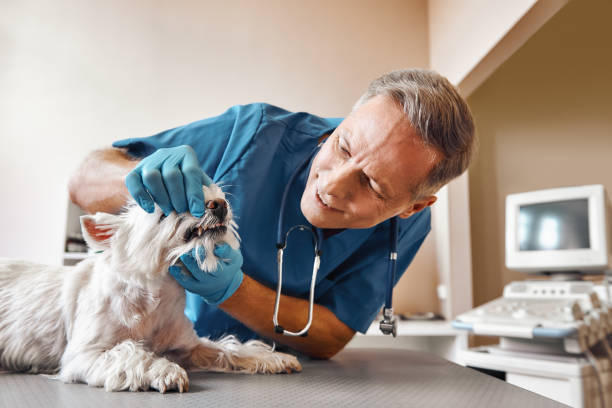 Best Emergency Root Canal Treatment in St Augustine, FL